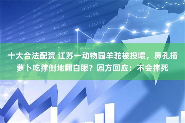 十大合法配资 江苏一动物园羊驼被投喂，鼻孔插萝卜吃撑倒地翻白眼？园方回应：不会撑死